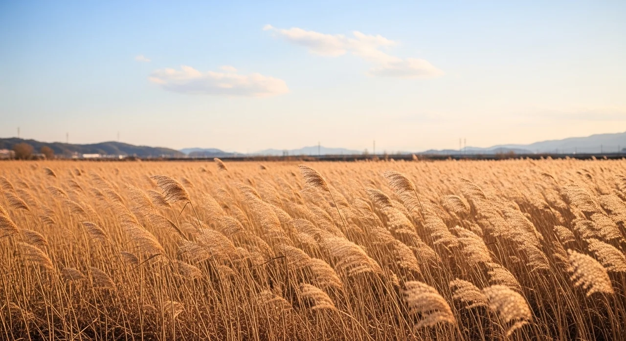 축제장 주변 맛집 및 여행지 추천
