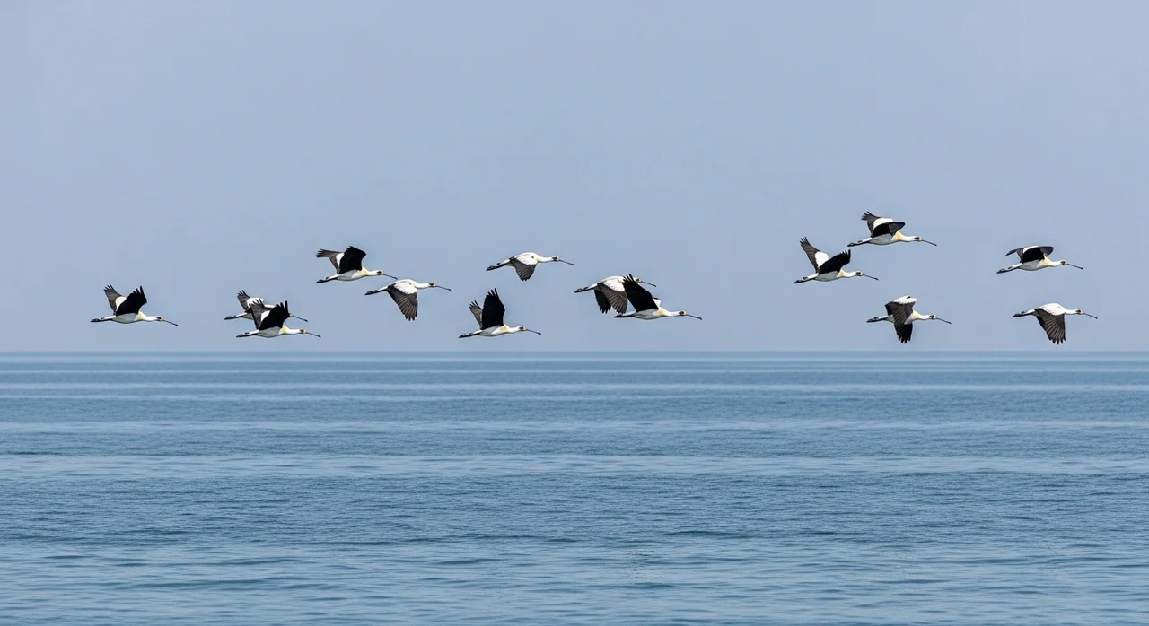 함께 만드는 저어새의 미래