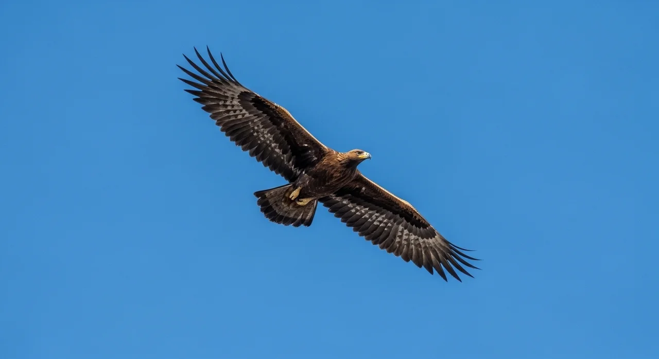 수리류가 우리 생태계에서 갖는 의미