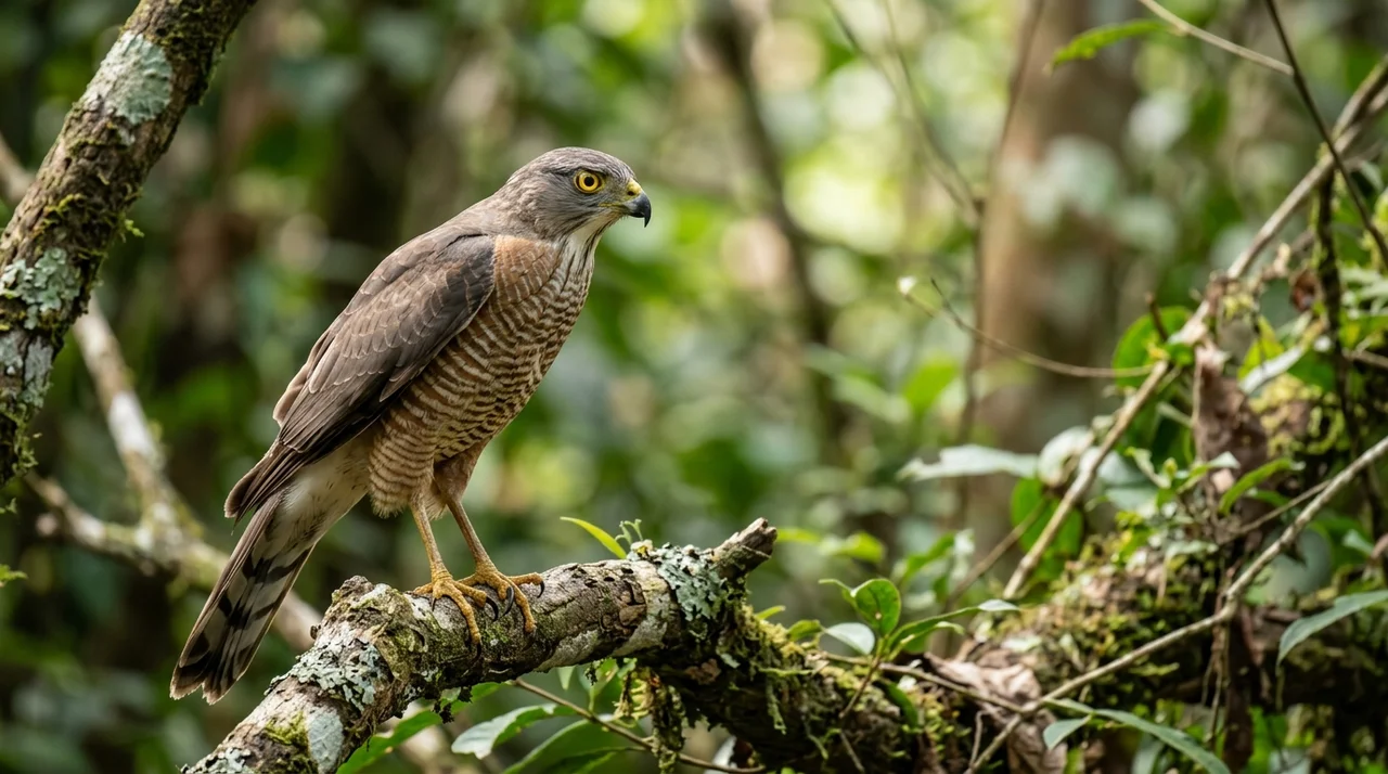 붉은배새매 멸종위기종 특징과 우리가 지켜야 할 이유