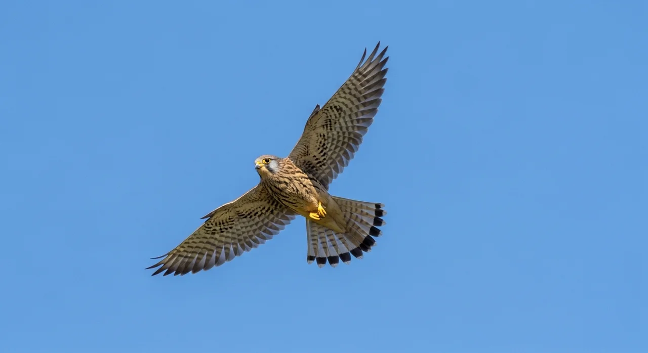 황조롱이, 우리와 가장 가까운 맹금류의 위기
