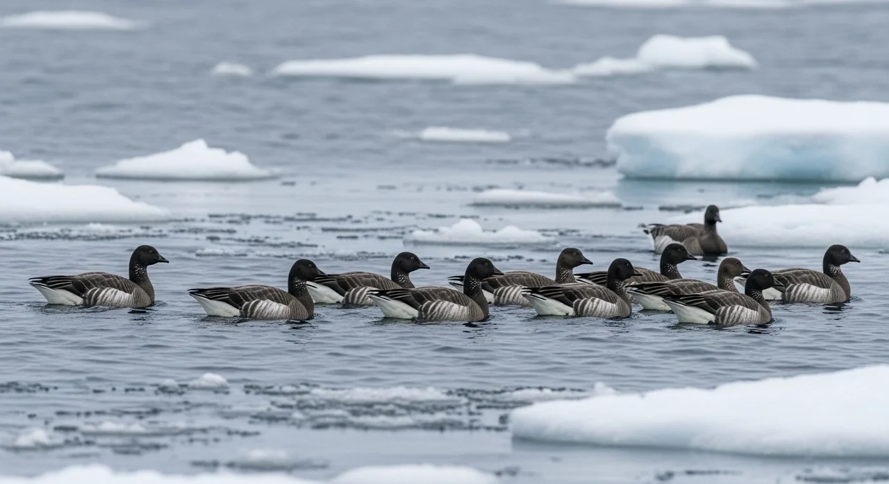 흑기러기의 생태적 특징과 정보