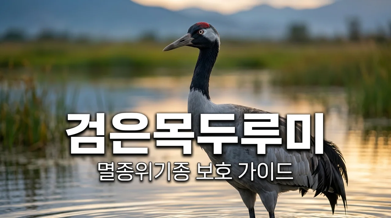 검은목두루미: 멸종위기종의 특징과 보호를 위한 우리의 노력