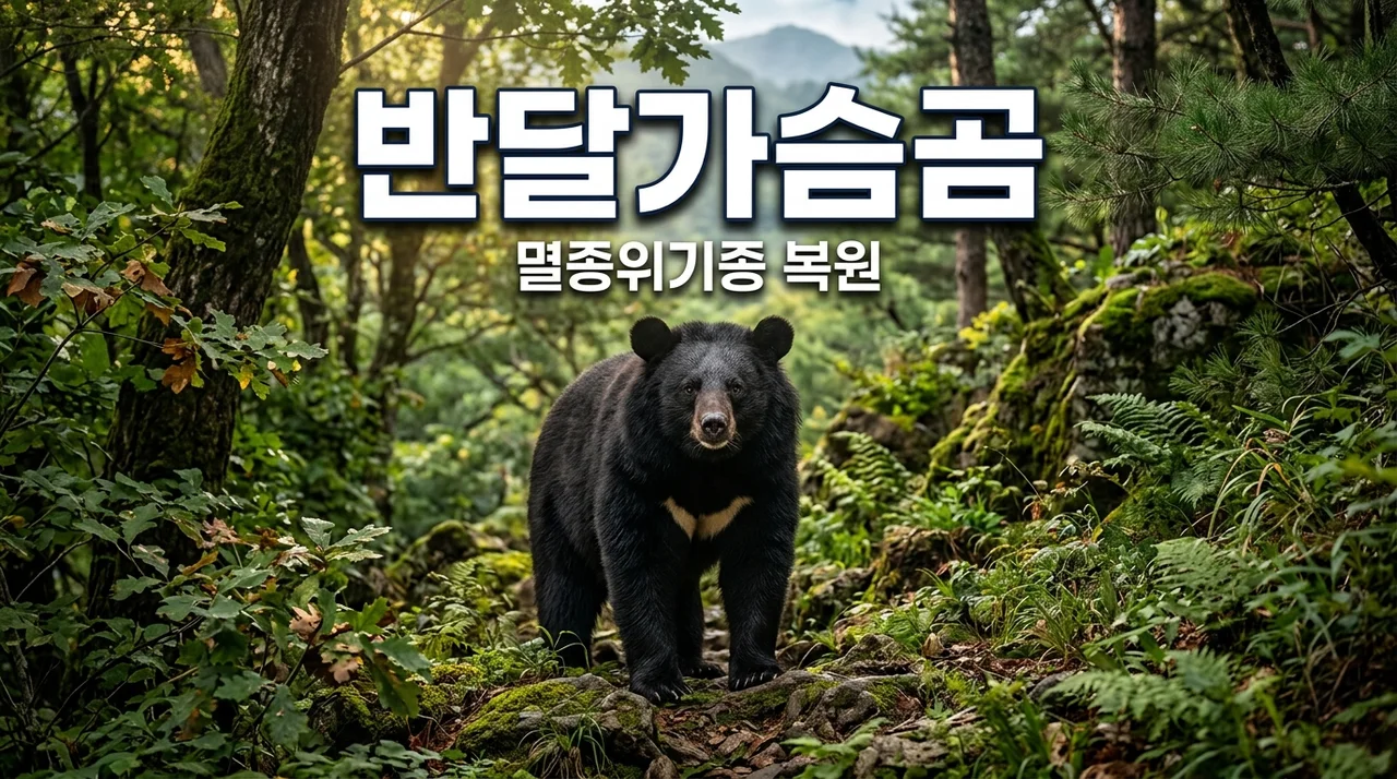 반달가슴곰 멸종위기종 복원 이야기와 우리가 지켜야 할 생태계