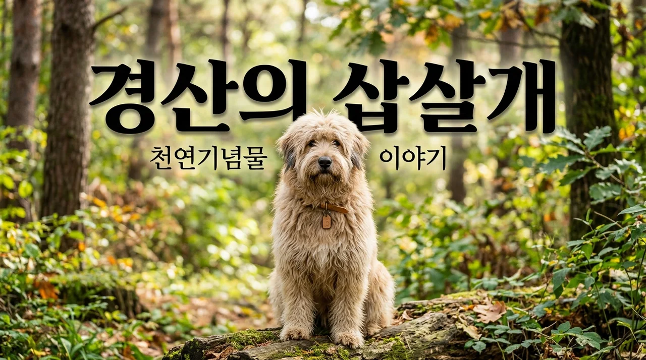 경산의 삽살개: 천연기념물로 지정된 우리 토종견 이야기