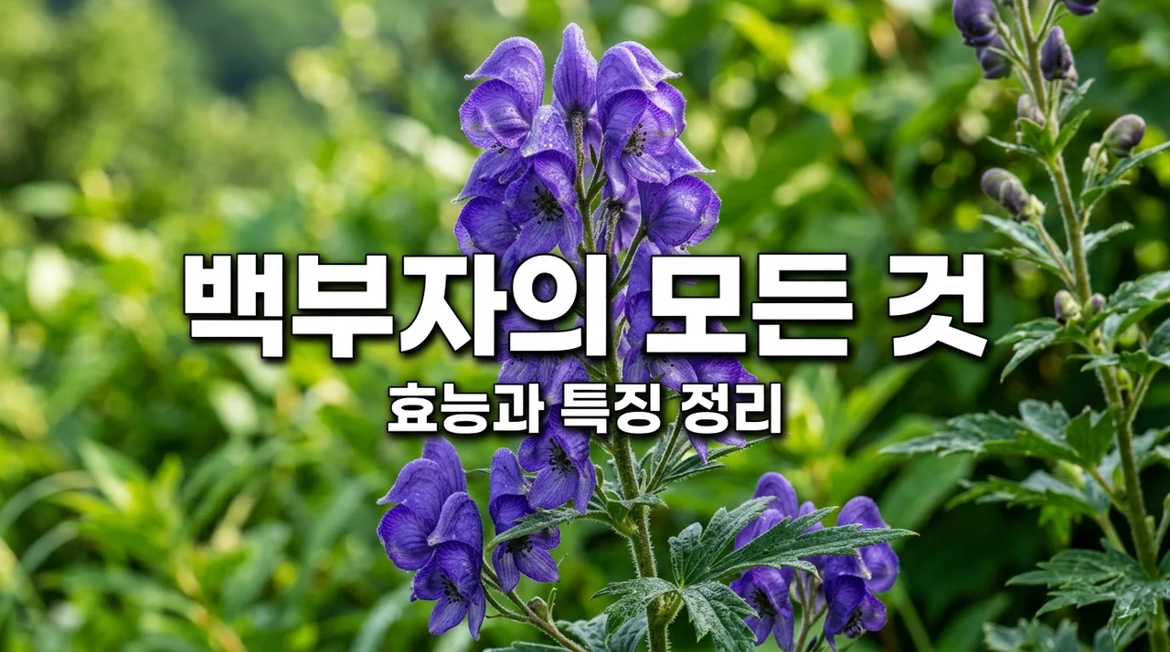 백부자 효능과 특징, 아름다운 꽃과 약재의 숨겨진 이야기
