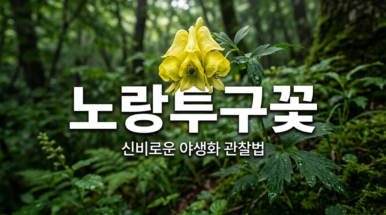 노랑투구꽃 특징과 관찰 포인트: 산행 중 만나는 신비로운 야생화
