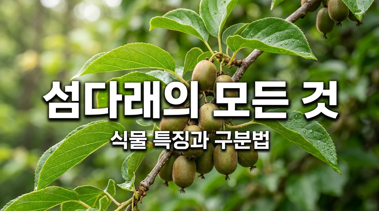 섬다래 특징과 다래 종류 구분법 완벽 정리