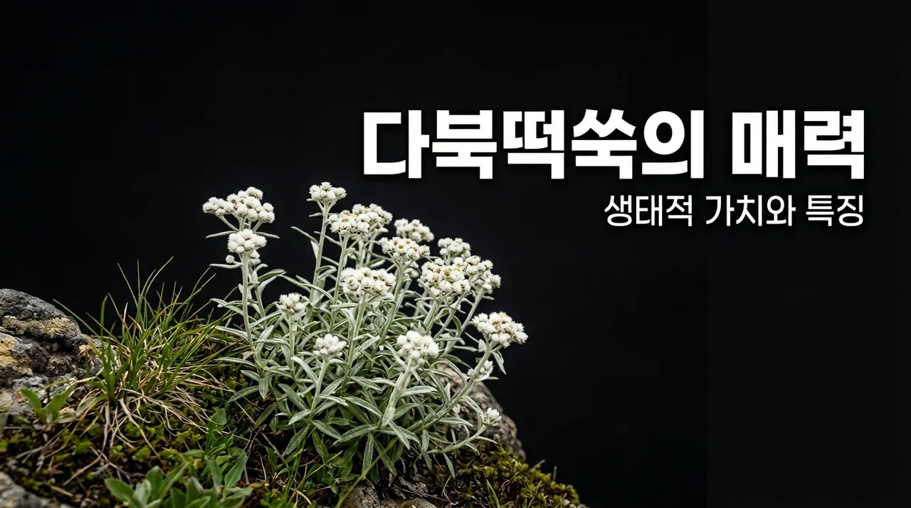 다북떡쑥의 특징과 생태적 가치: 우리나라의 아름다운 야생화