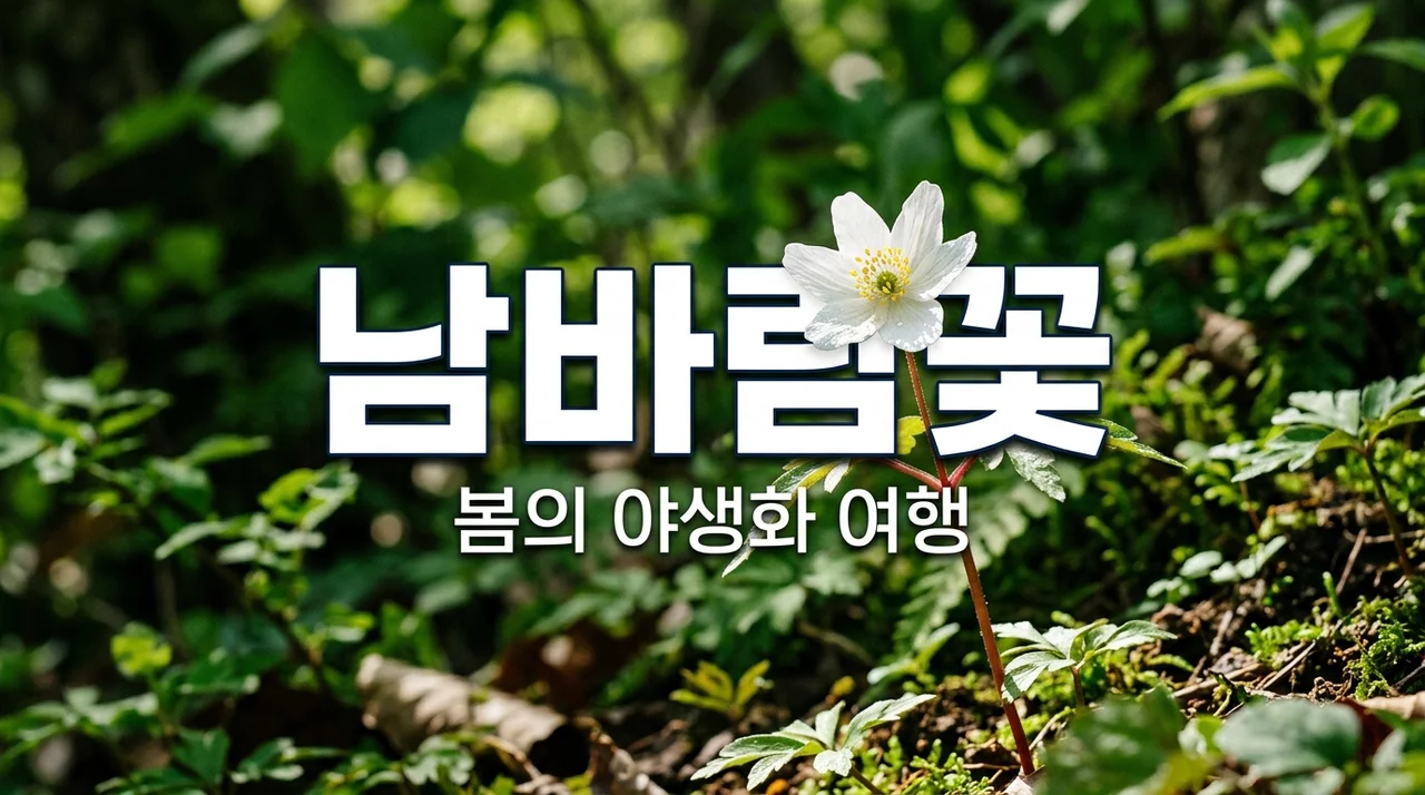 남바람꽃의 매력, 봄날 구례 여행에서 만나는 야생화의 아름다움