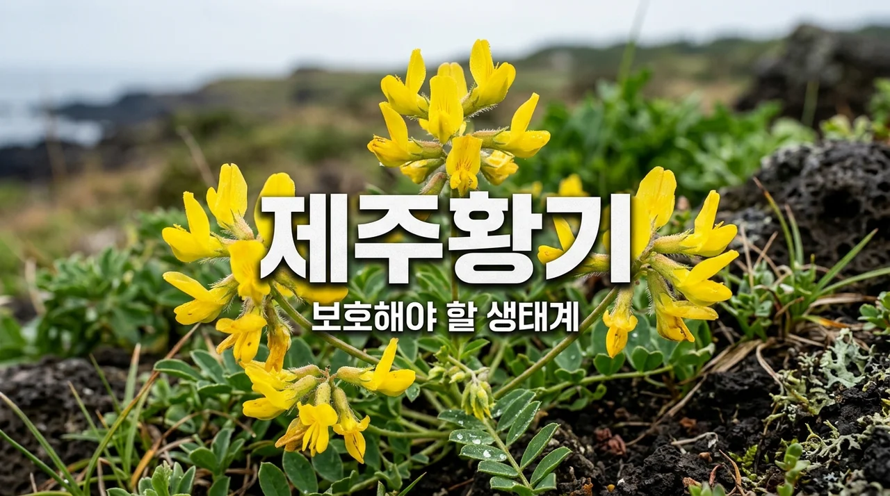 제주황기란 무엇인가? 멸종위기종의 가치와 보호의 중요성