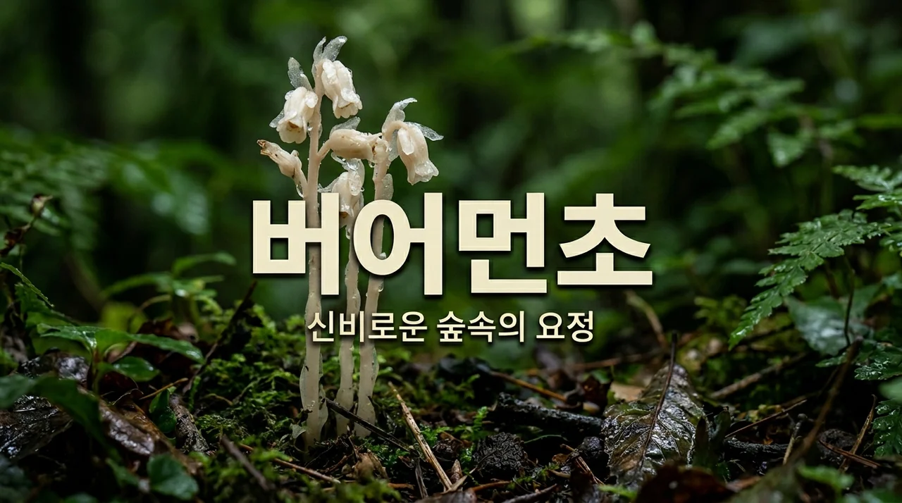 버어먼초 신비로운 야생화 특징과 관찰 가이드