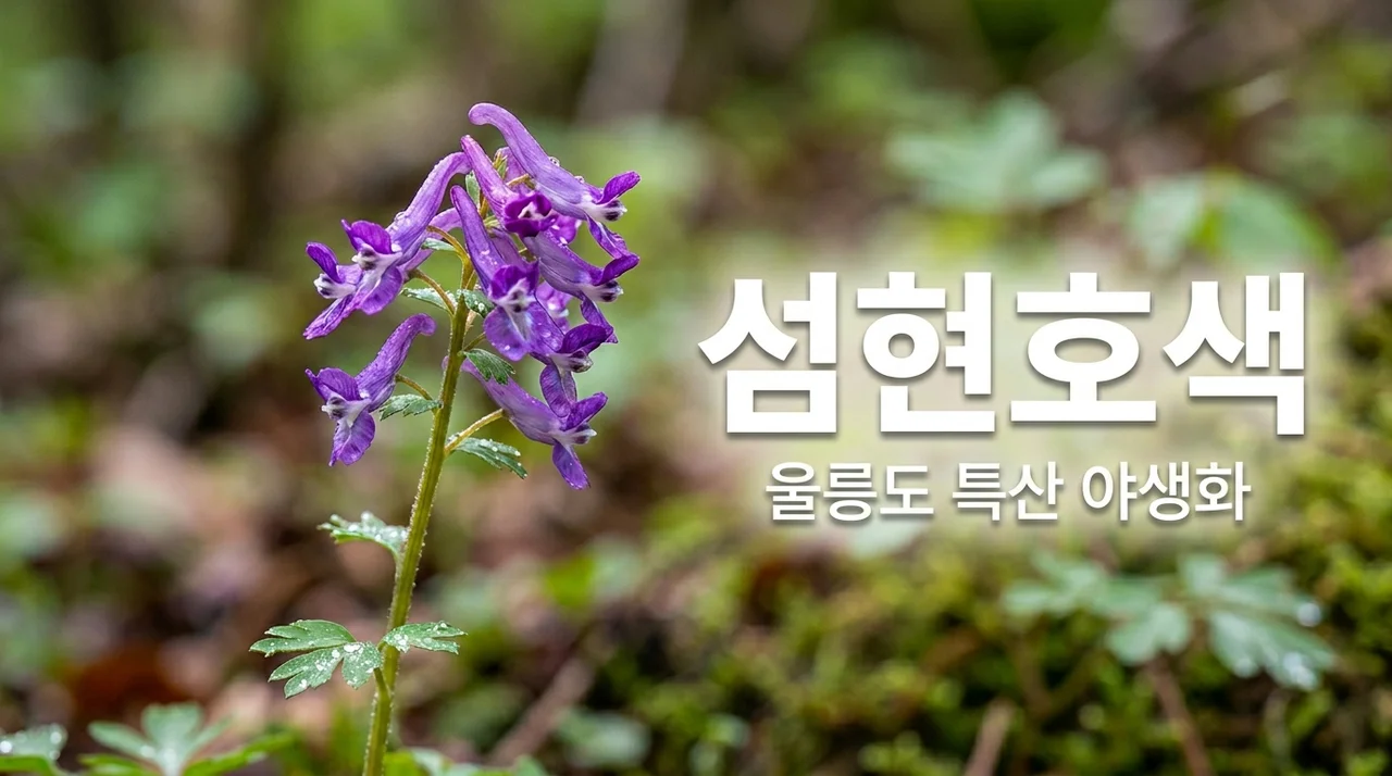 섬현호색의 매력, 울릉도 한국 특산종 야생화 완벽 가이드