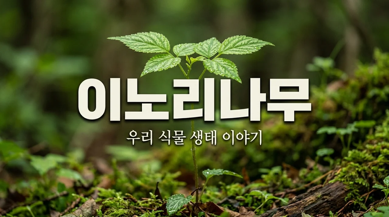 이노리나무란? 신비로운 우리 식물 생태와 특징 완벽 정리