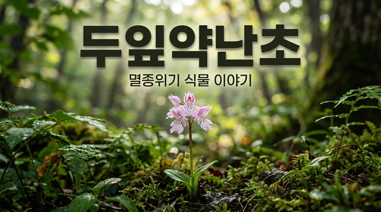 두잎약난초, 멸종위기 식물이 가진 신비로운 매력과 특징
