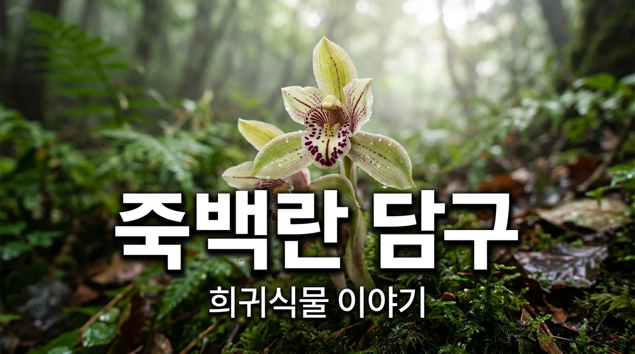 죽백란, 멸종위기 야생식물 1급의 신비한 생태와 특징