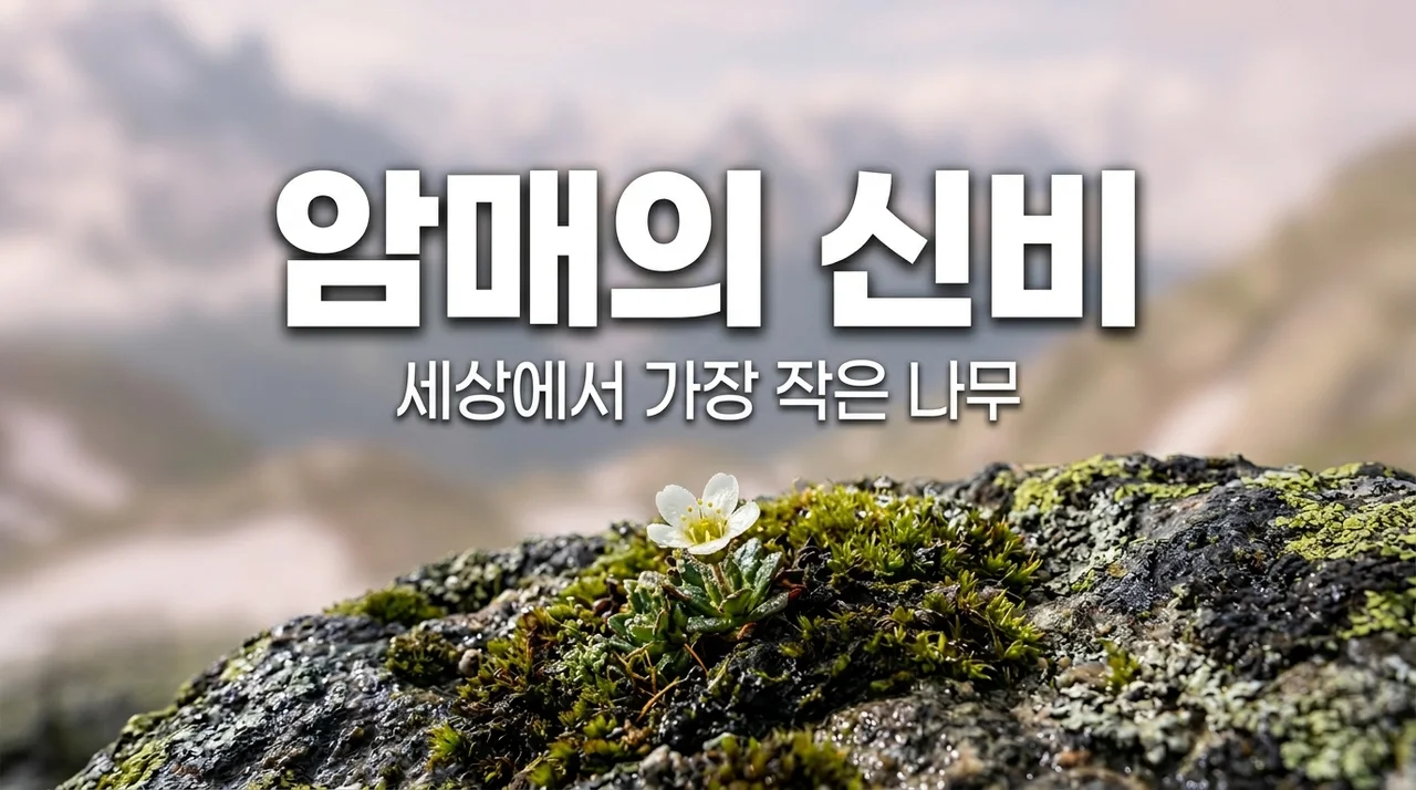 암매(돌매화나무) 알아보기: 세상에서 가장 작은 나무의 신비