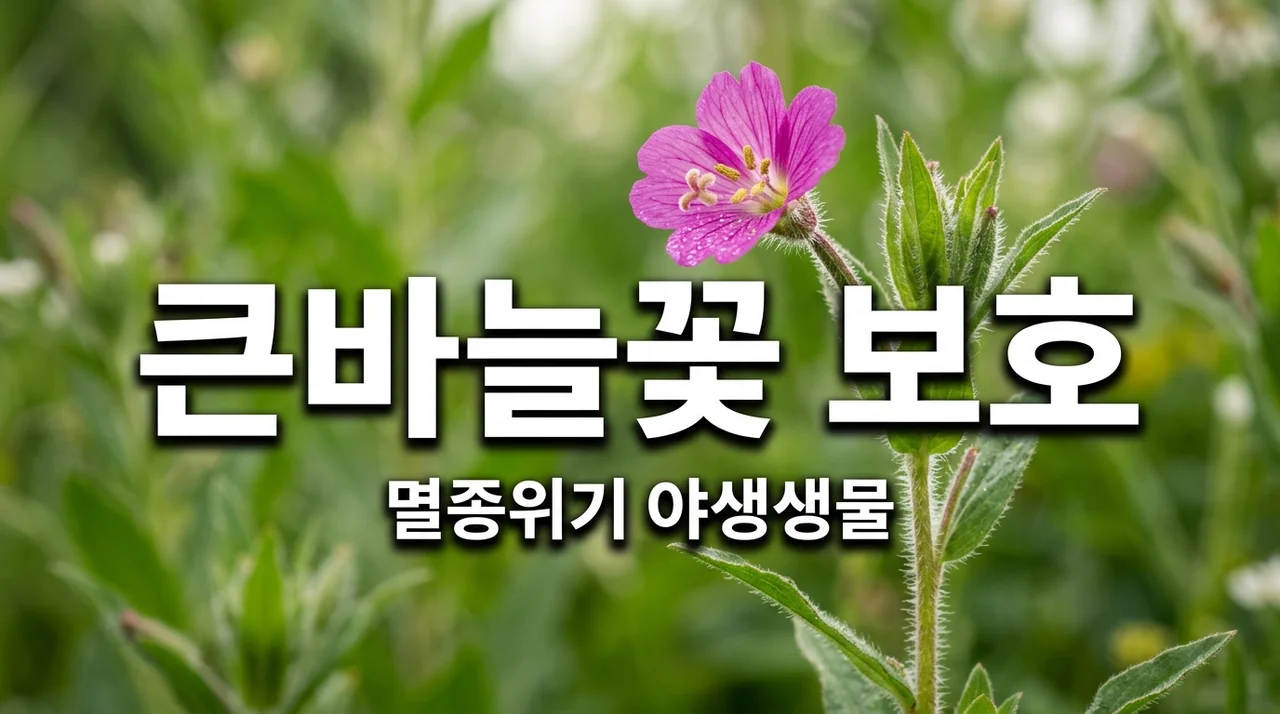 큰바늘꽃: 멸종위기 야생생물 2급의 특징과 보호 노력