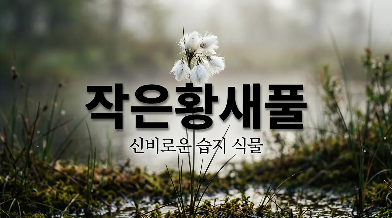 작은황새풀 특징과 생태: 습지에서 만나는 희귀한 야생화