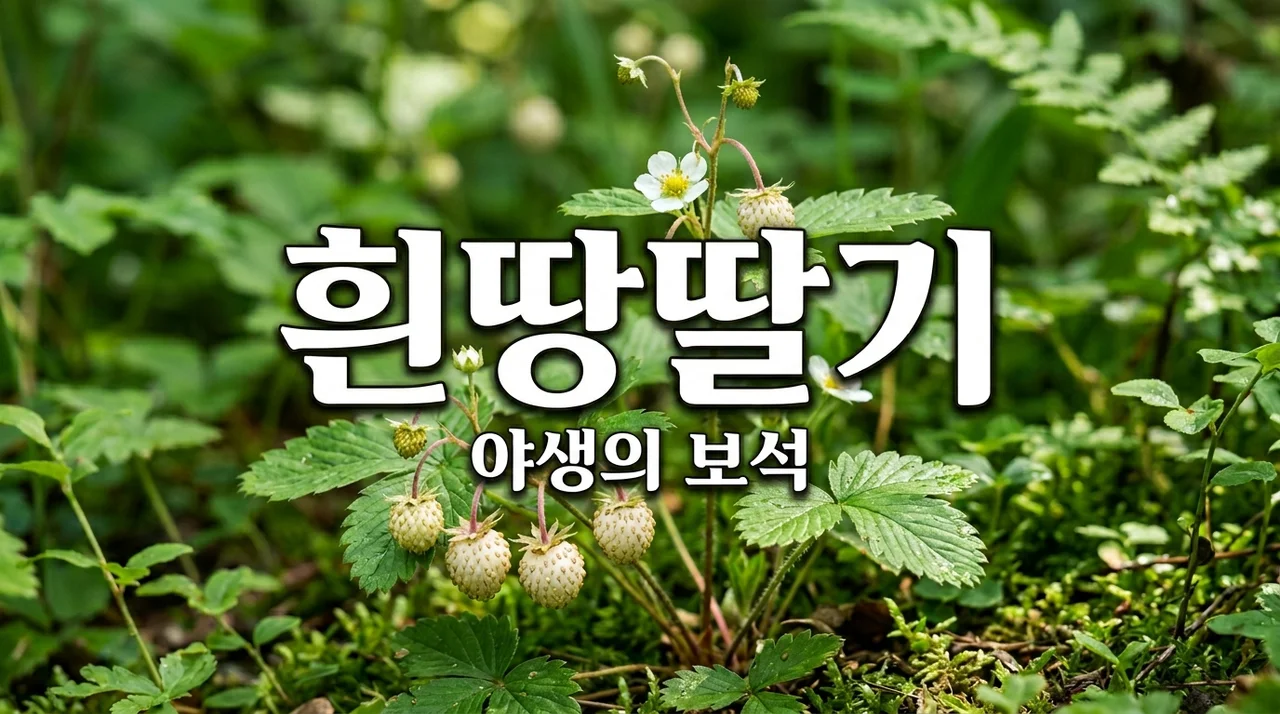 흰땃딸기, 야생의 귀한 보물일까? 먹어도 되는지 확인하세요