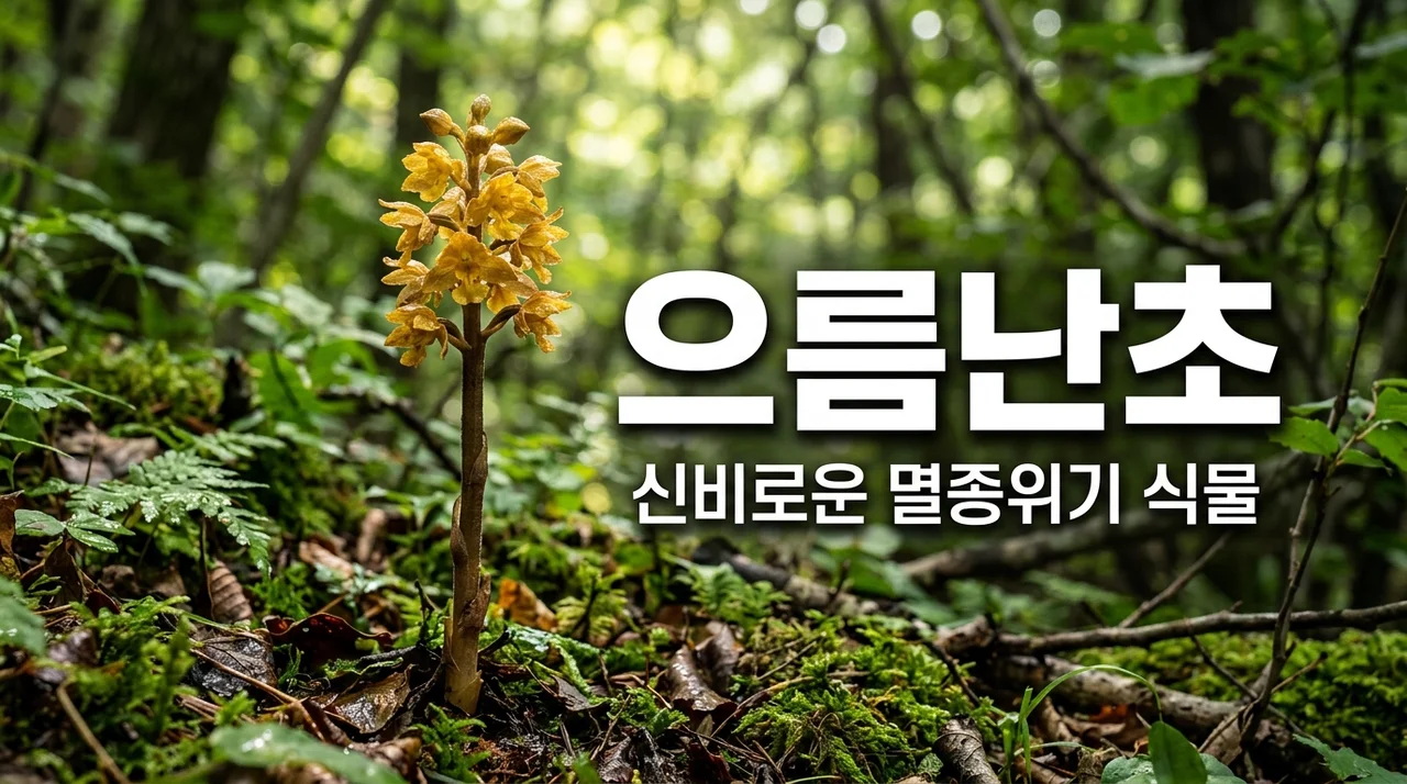 으름난초 신비로운 멸종위기 야생식물의 특징과 보호 현황