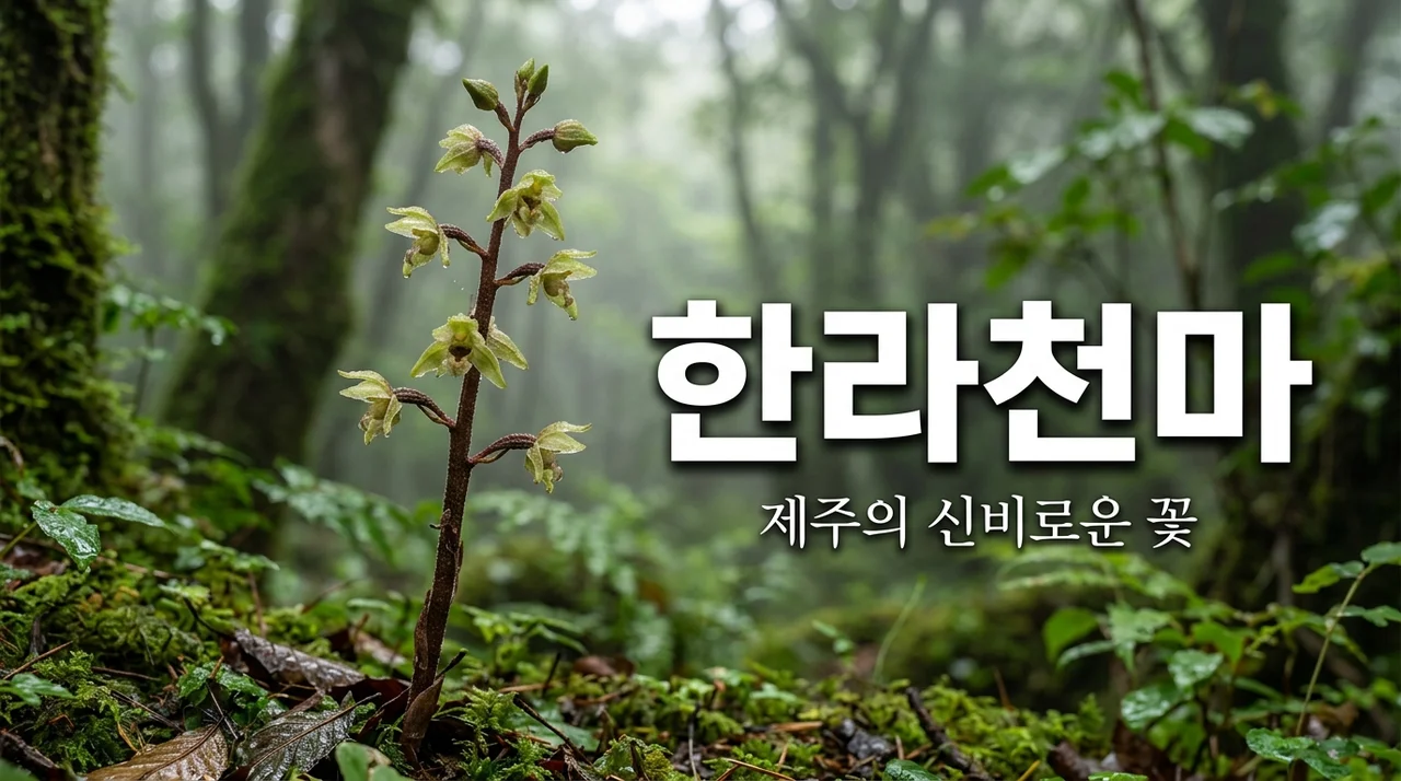 한라천마의 신비, 제주에서 만나는 희귀 야생화의 매력