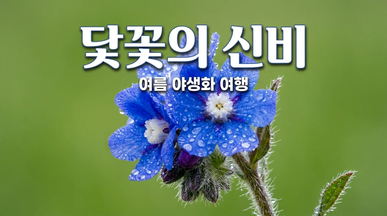 닻꽃이란 무엇일까? 멸종위기 야생화의 신비로운 매력과 특징