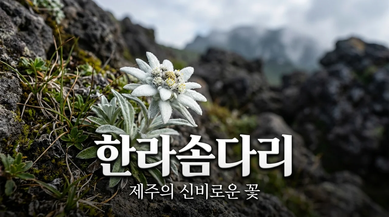 한라솜다리: 제주 한라산이 품은 신비로운 고산 식물의 모든 것