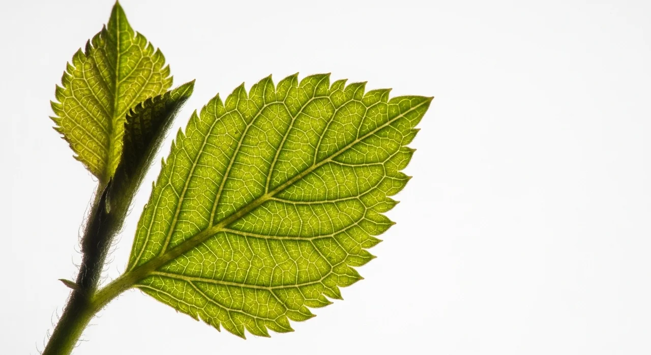 등포풀의 학술적 가치와 우리들의 시선