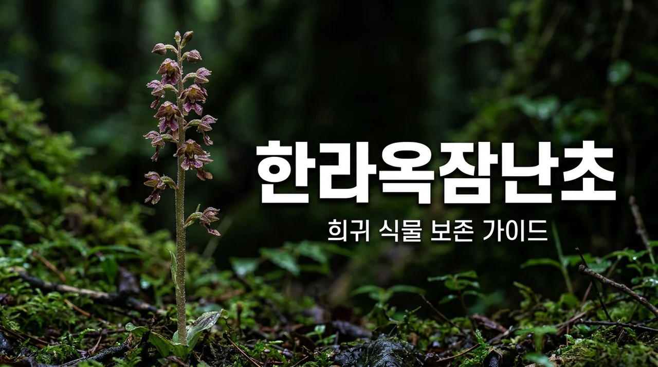 한라옥잠난초: 멸종위기종 2급의 신비로운 가치와 보호 방법