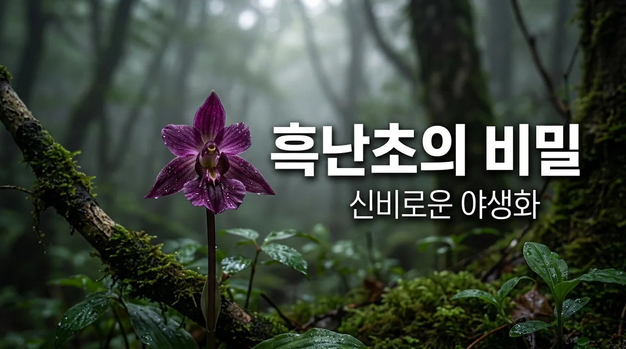 흑난초의 신비로움과 보호 가치: 제주의 보물을 만나다
