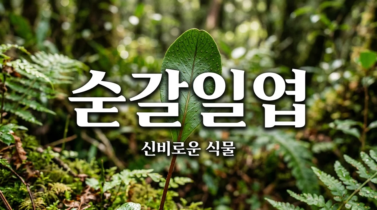 숟갈일엽, 잎 모양이 독특한 희귀 식물의 특징과 생태 정보