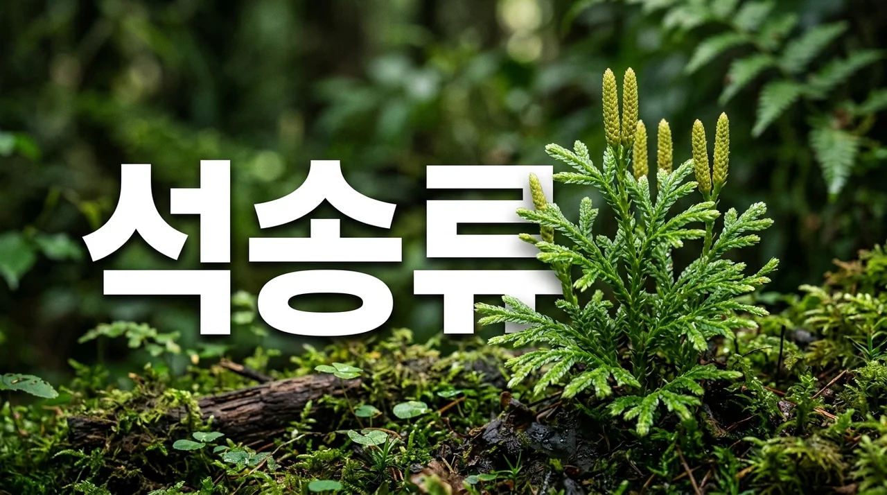 비늘석송, 멸종위기 야생식물의 신비한 생태와 특징