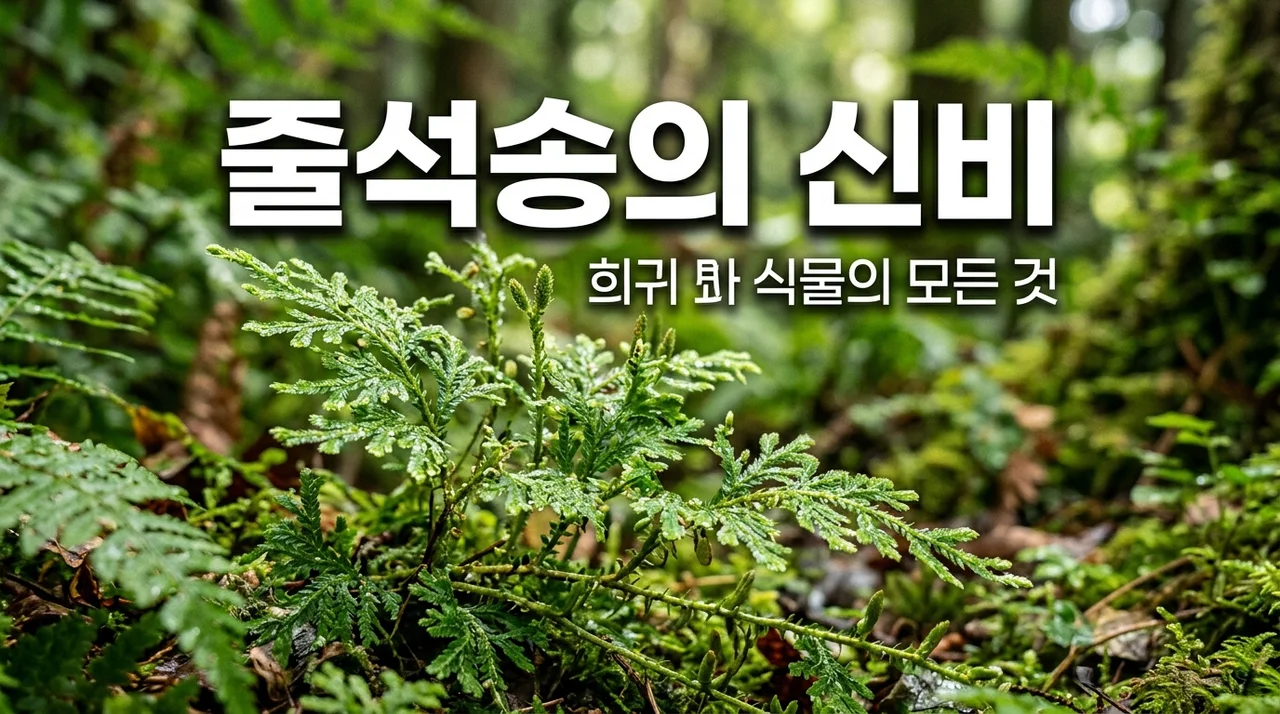 줄석송 특징과 희귀식물로서의 가치, 자생지 정보 완벽 정리