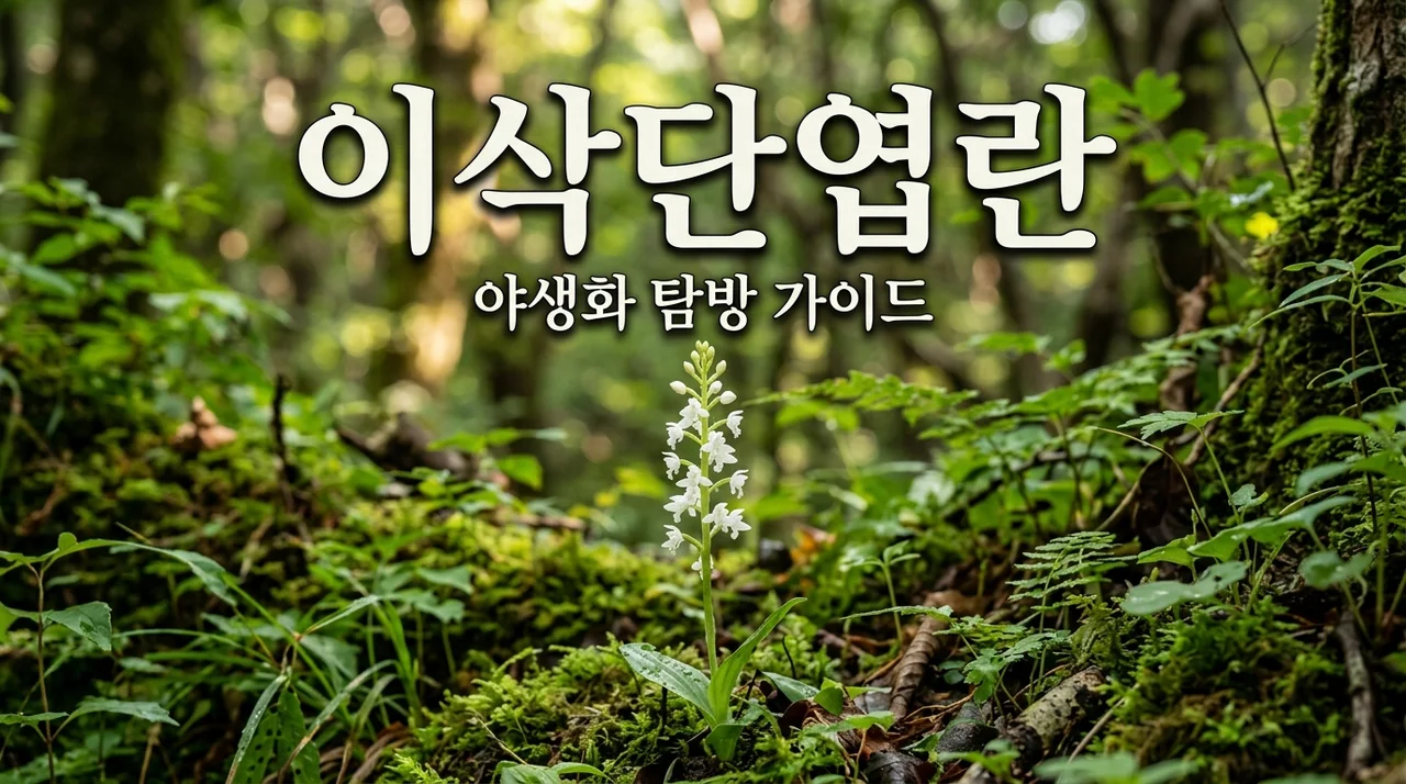 이삭단엽란의 특징과 탐방 시 주의사항 완벽 정리