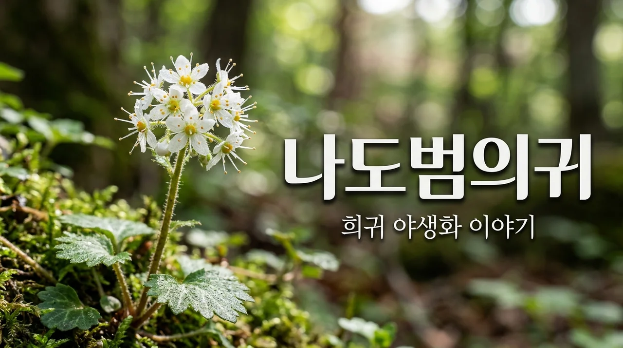 나도범의귀, 멸종위기 야생화의 신비로운 매력과 특징