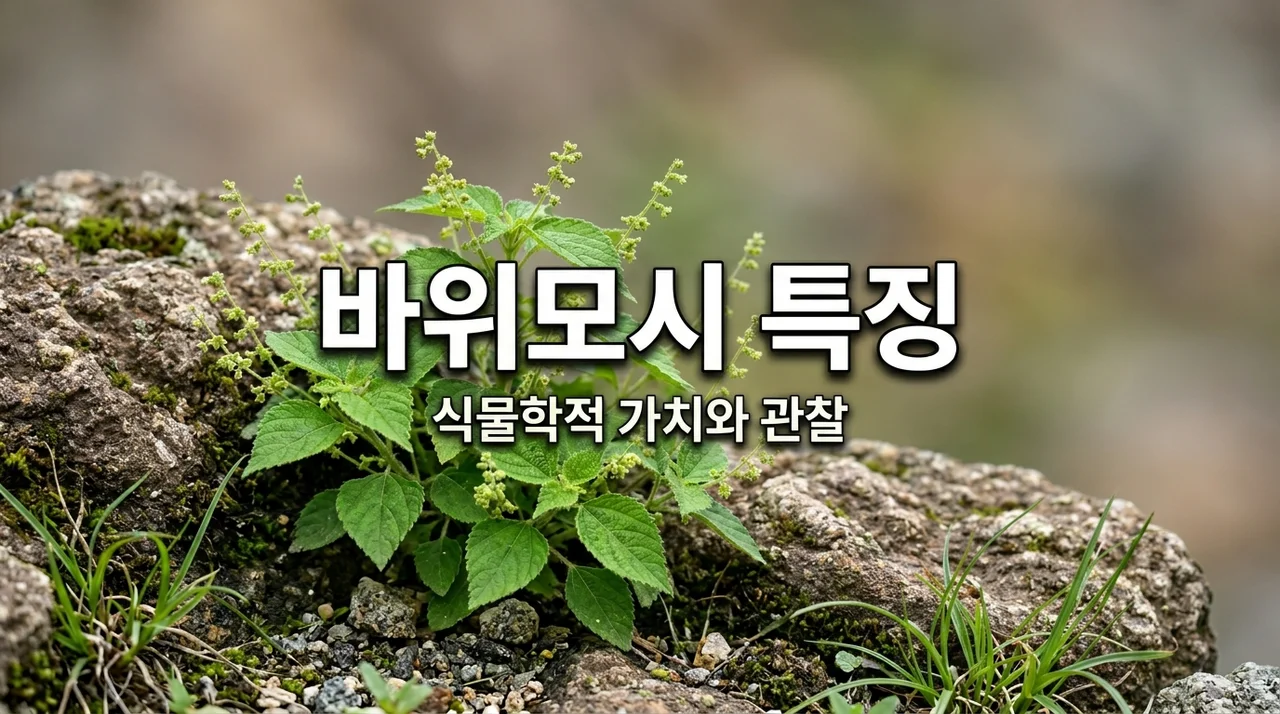 바위모시 비양나무 특징과 이름에 담긴 식물학적 비밀