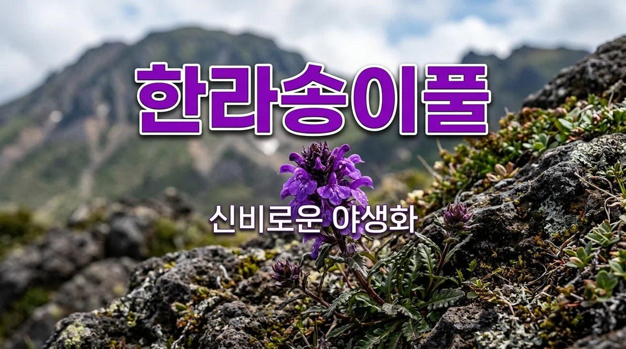 한라송이풀: 우리 땅에서 사라져가는 신비로운 야생화 이야기