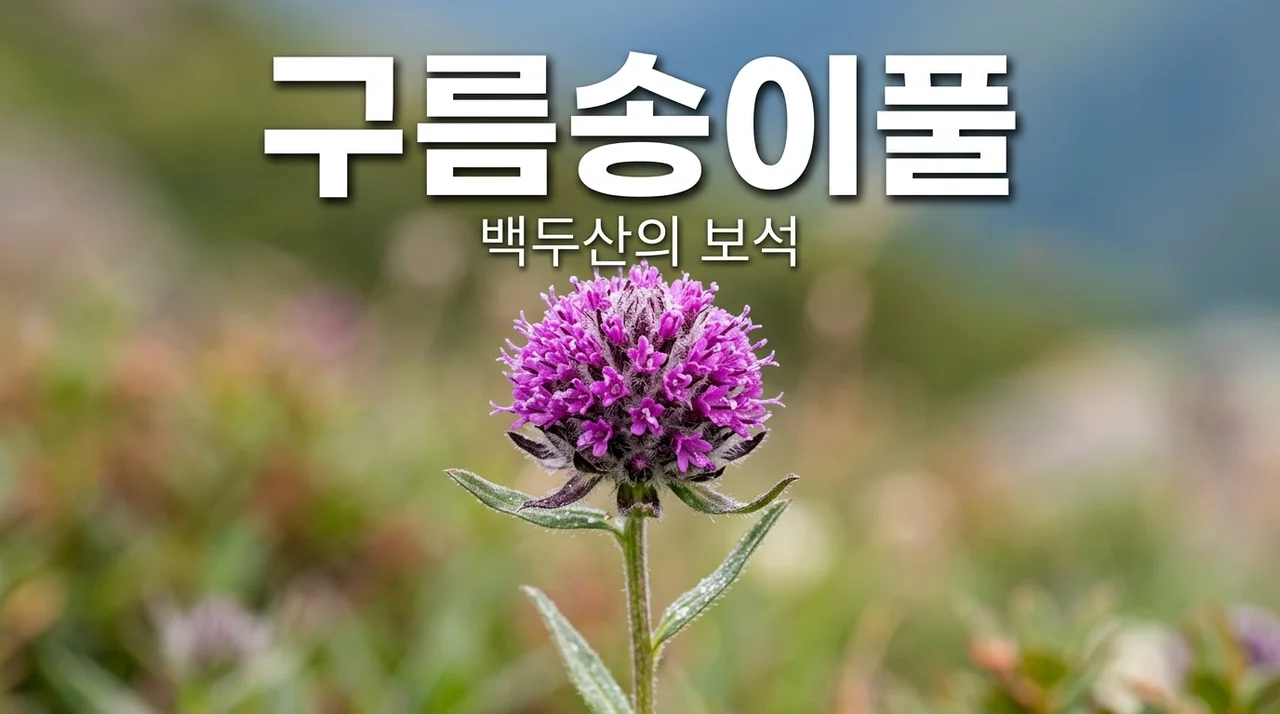 구름송이풀: 백두산에서 만나는 신비로운 고산 야생화의 매력