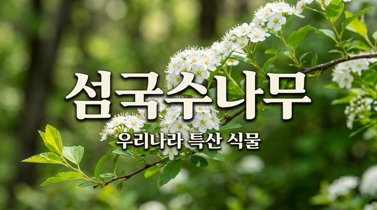 섬국수나무 특징과 생태: 우리나라 특산 식물 알아보기