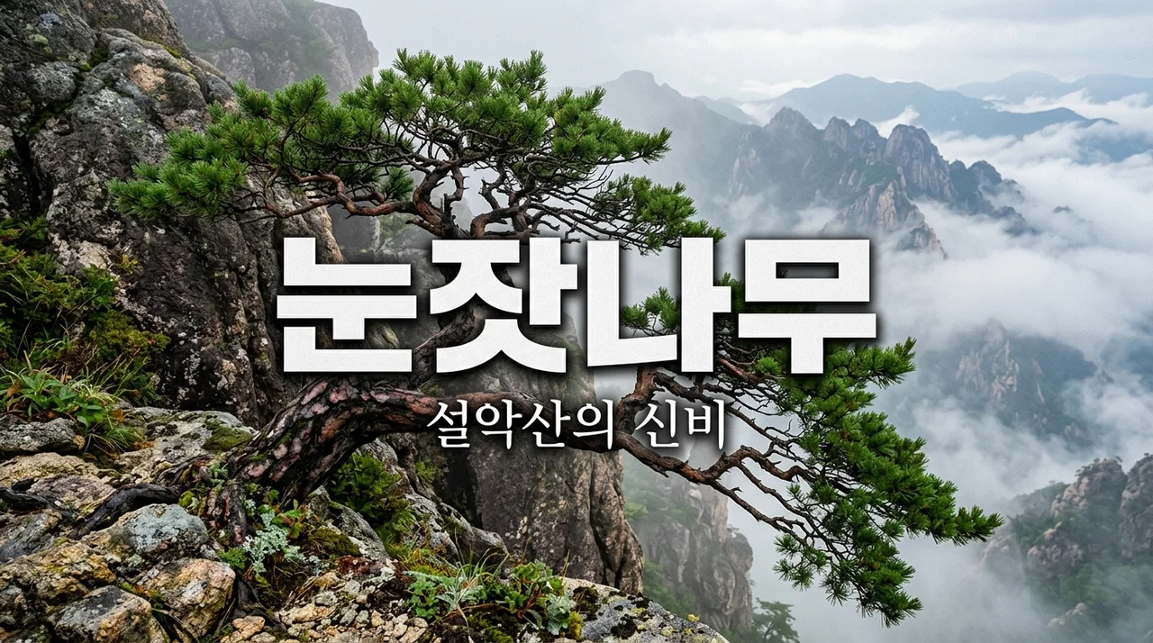 눈잣나무란? 설악산에서 만나는 희귀 식물의 신비로운 특징