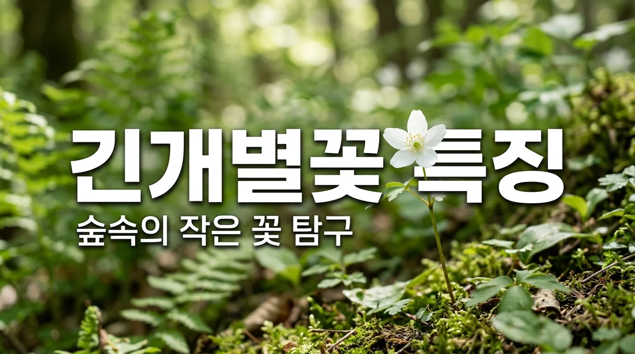 긴개별꽃 특징과 식별법: 숲속의 작은 별을 찾는 방법