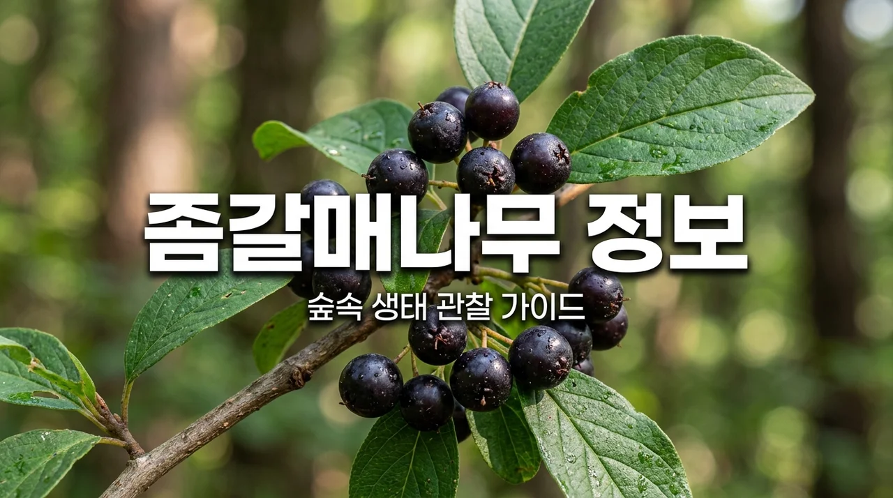 좀갈매나무 특징과 생태 정보, 우리 숲의 숨은 보석을 알아보자