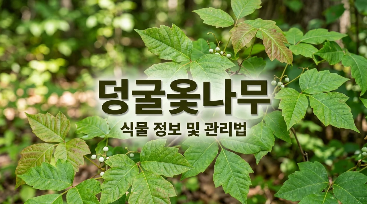 덩굴옻나무 특징과 매력, 정원 식재 시 주의할 점 정리