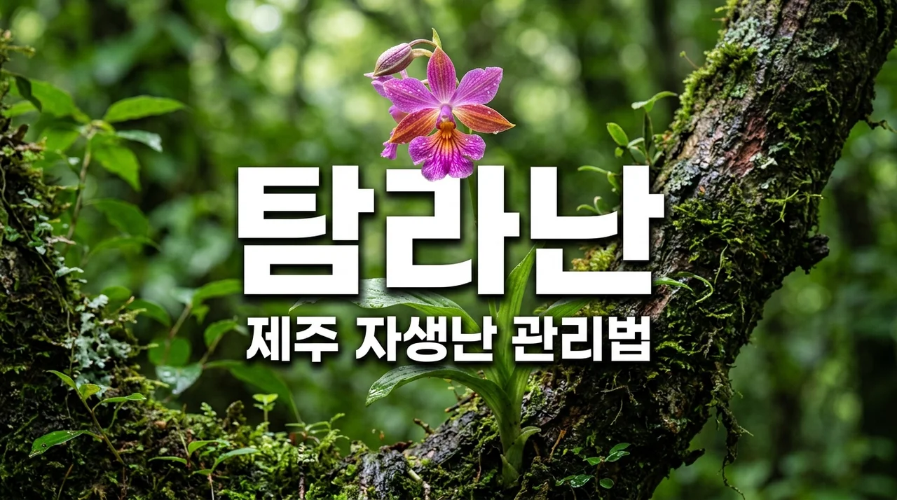 탐라난 키우기 핵심 가이드: 제주 자생난의 매력과 관리법