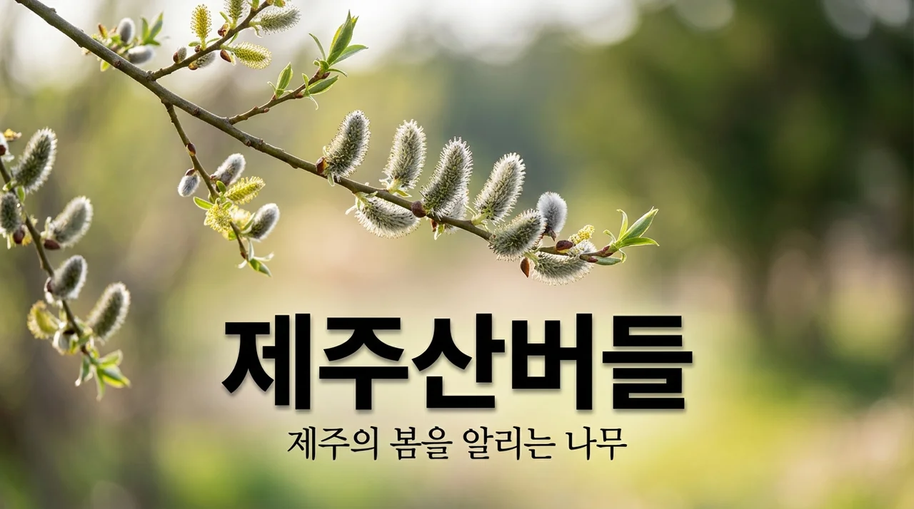 제주산버들 특징과 매력: 봄을 알리는 제주의 아름다운 나무