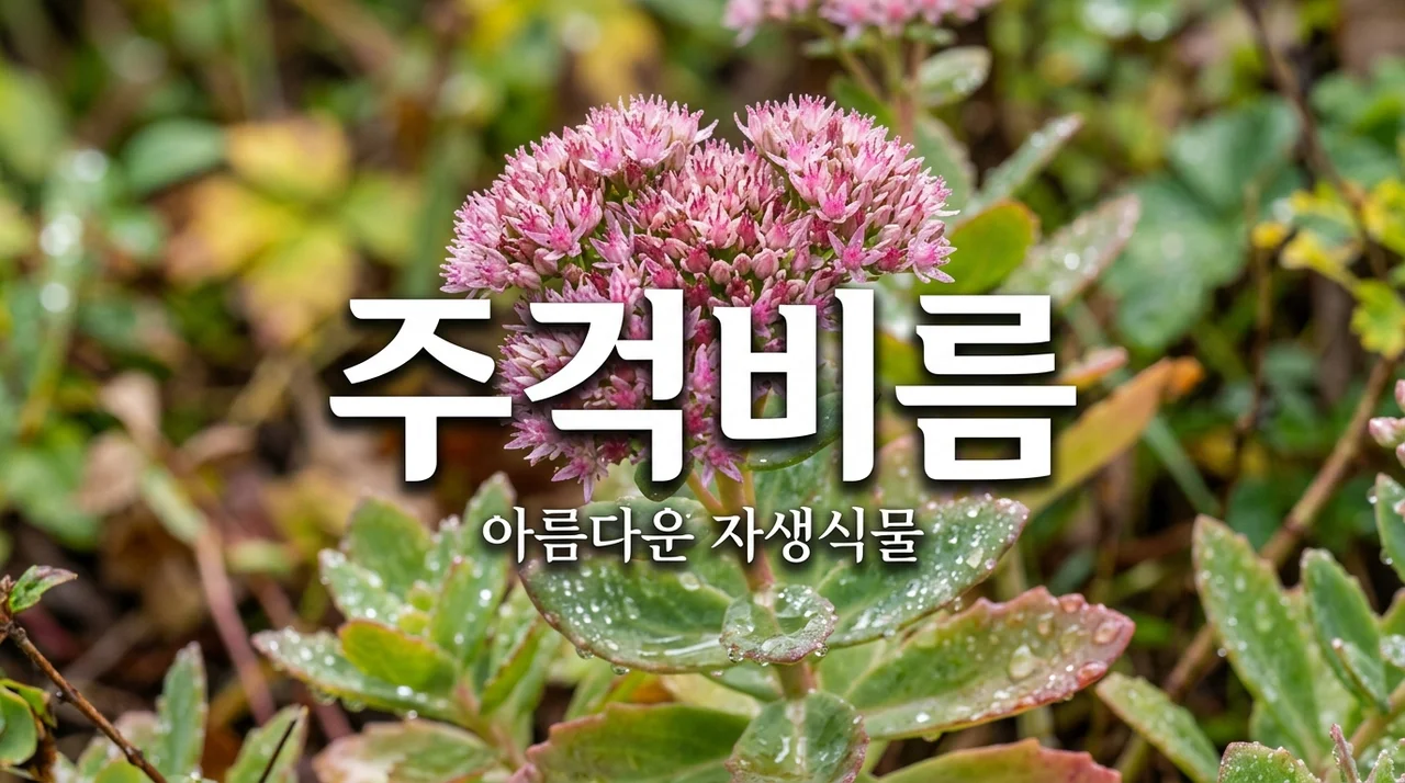 주걱비름 특징과 키우기: 정원을 빛내는 매력적인 자생 식물