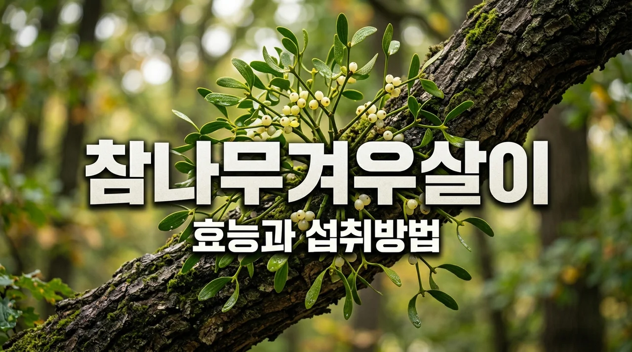 참나무겨우살이 효능과 건강하게 먹는법 총정리