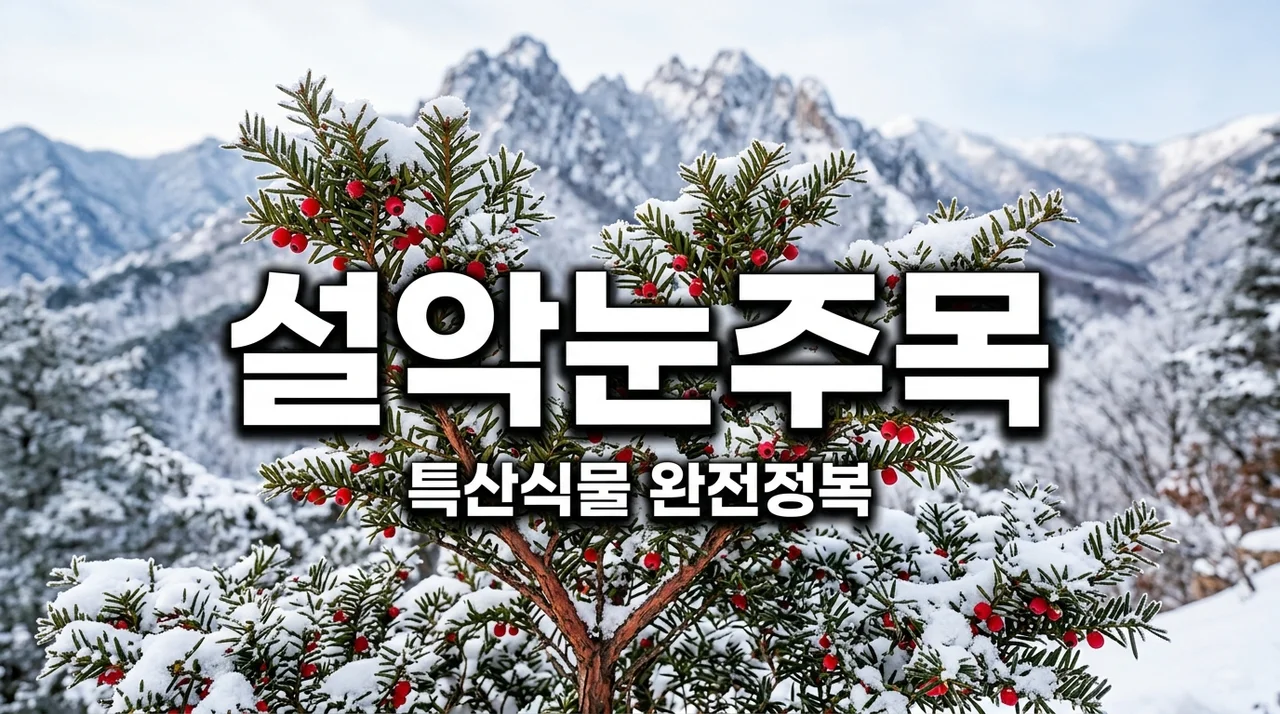 설악눈주목 완벽 가이드: 특징과 생태적 가치 알아보기