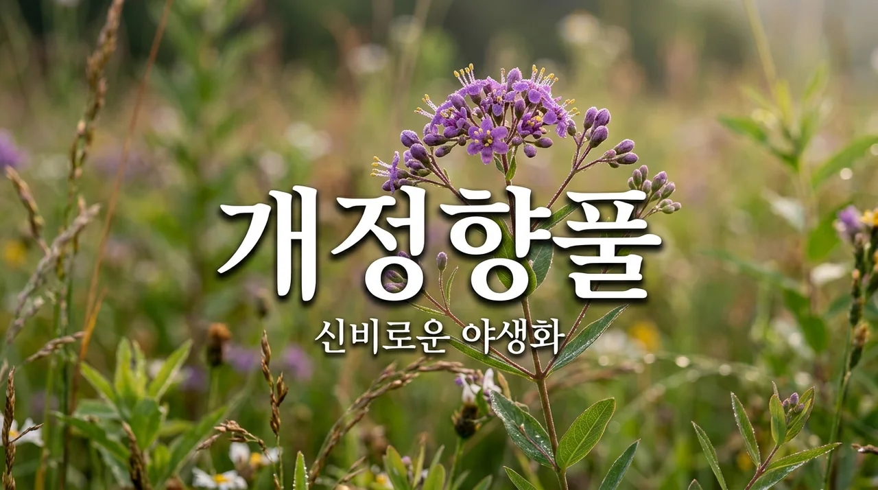 개정향풀 매력 탐구: 영종도에서 만나는 보랏빛 야생화의 신비